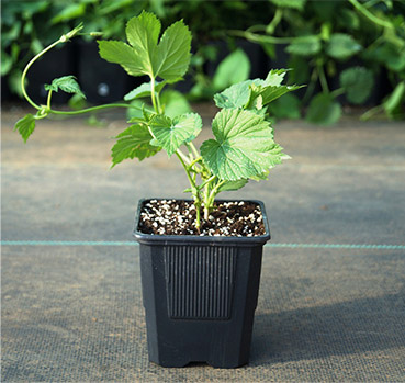 Ir a categoría Plantas de Lúpulos