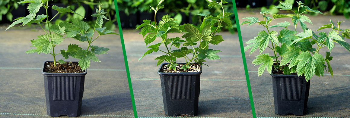 40% de descuento en Plantas de Lúpulo Chilenas. Ir a los descuentos