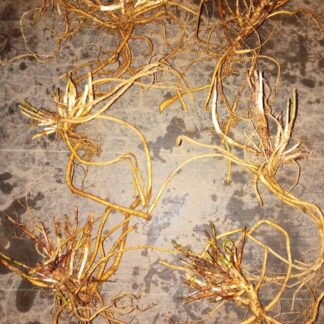 Chinook (Raíz desnuda)